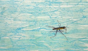 glazenwasser · 16x27 cm · tekening op ets · € 185,-