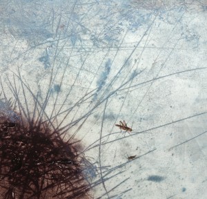 krekel · 32x37 cm · tekening op ets · € 265,-