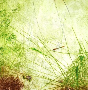 libelle · 33x33 cm · tekening op ets · € 265,-